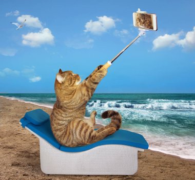 Kedi bir plaj sandalyede oturur ve bir selfie yapar.