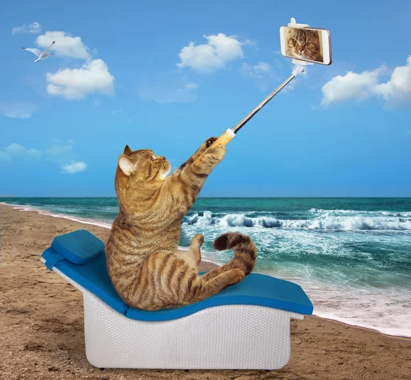 Gato Sienta Una Silla Playa Hace Una Selfie — Foto de Stock