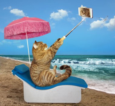 Kedi bir plaj sandalyede oturur ve bir selfie yapar.