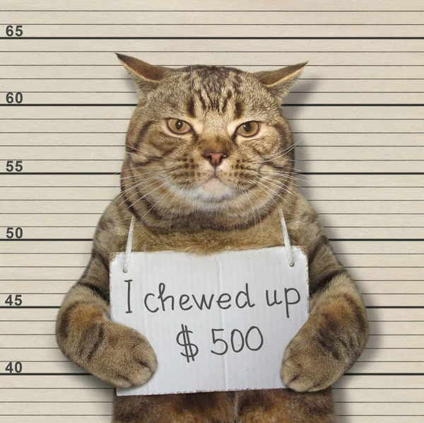 Revenge Žvýkat 500 Dolarů Byl Zatčen — Stock fotografie