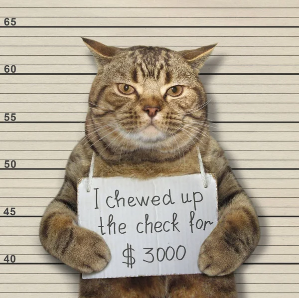 悪い猫は 3000 ドルのチェックを噛みます 彼はそれのために逮捕されました — ストック写真