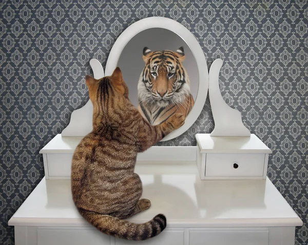 Cat Looks His Reflection Mirror Sees Tiger — Stock Photo, Image
