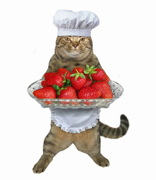 Σεφ Cat Κατέχει Ένα Ποτήρι Δίσκος Φράουλα Λευκό Φόντο — Φωτογραφία Αρχείου