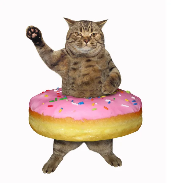 Gibt Einen Großen Rosafarbenen Donut Auf Der Taille Der Katze — Stockfoto
