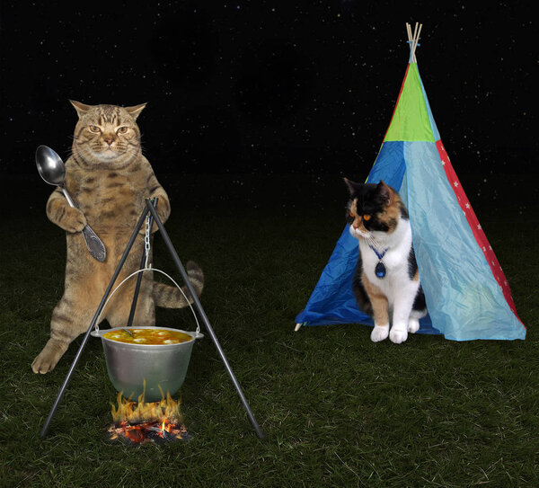 Кот готовит рыбный суп в туристическом горшке для своего любовника на пикнике
.