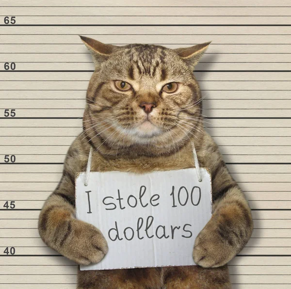 悪い猫は 100 ドルを盗んだ 彼はそれのために逮捕されました — ストック写真