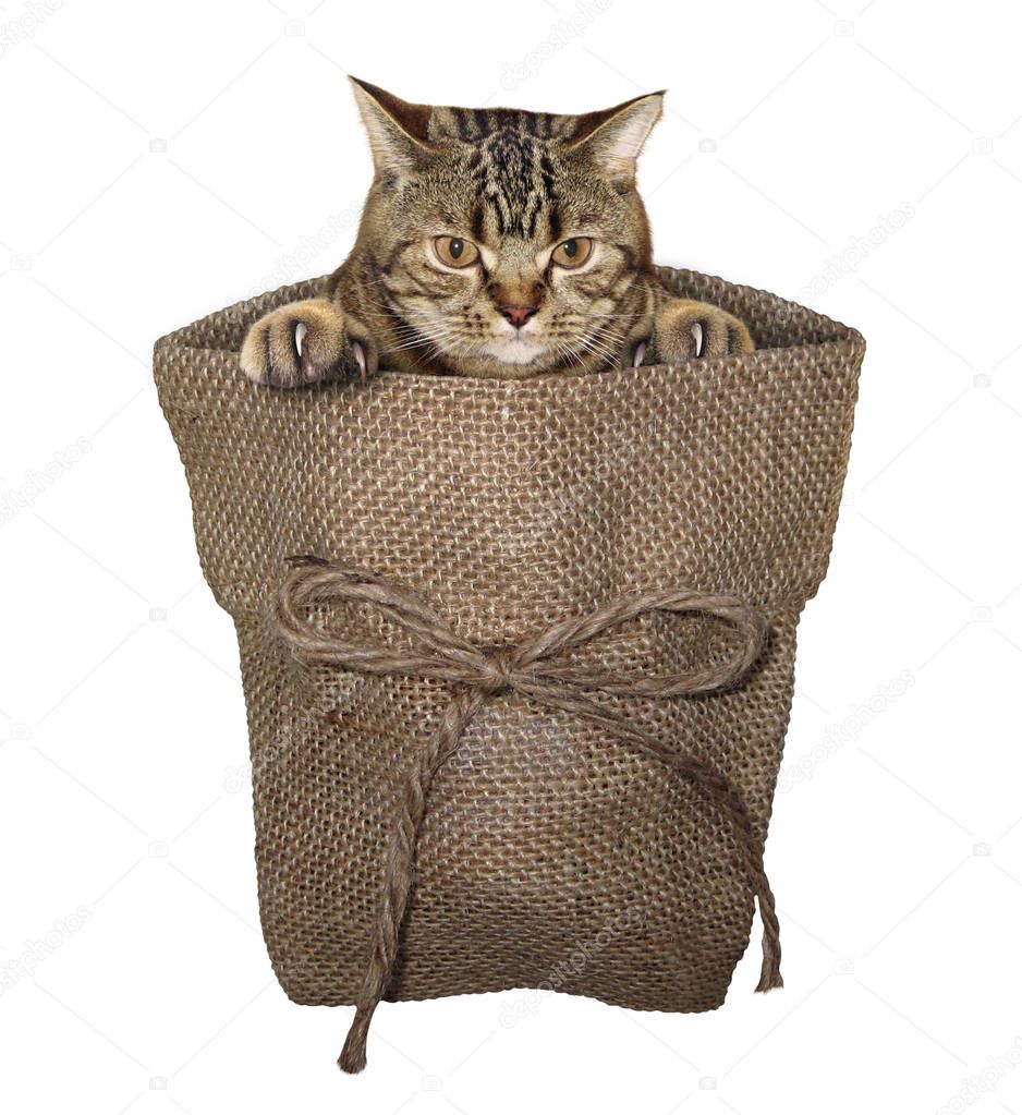The cat is inside the big sack. White background.