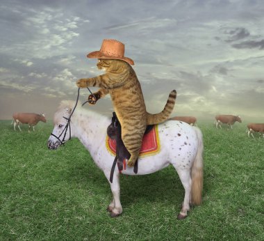 Kedi kovboy atın üstünde onun inekler grazes.