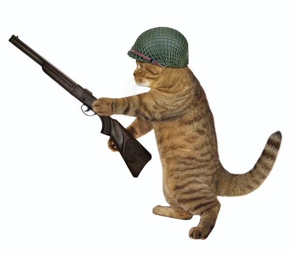 Soldat Chat Dans Casque Tient Gros Fusil Fond Blanc — Photo