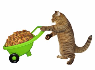 Kedi Kuru yem ile yeşil el arabası iter. Beyaz arka plan.