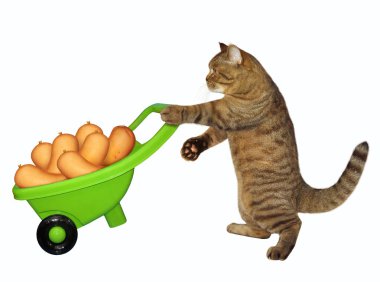 Kedi sosis ile yeşil el arabası iter. Beyaz arka plan.