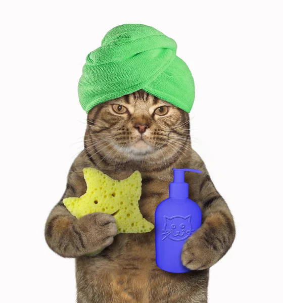 Katten Med Grön Handduk Runt Huvudet Håller Duschsvamp Och Burk — Stockfoto