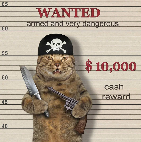 The cat in the pirate bandana holds a gun and a knife. He is wanted. White background.