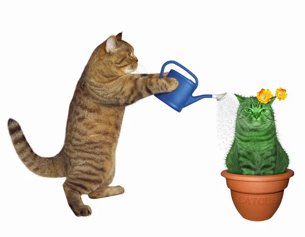 Air Kucing Kaktus Yang Tidak Biasa Dalam Panci Latar Belakang — Stok Foto