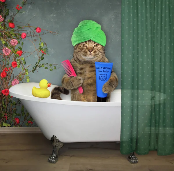 Gato Con Una Toalla Verde Alrededor Cabeza Toma Baño — Foto de Stock