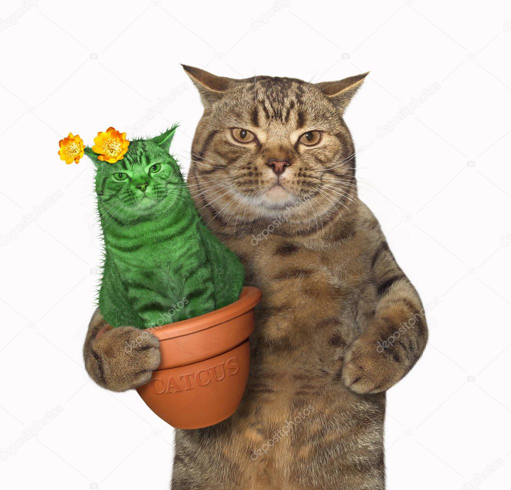 The cat holds a pot with an unusual cactus . White background.