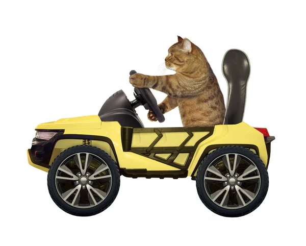 猫は黄色の車のホイールの後ろに 白背景 — ストック写真