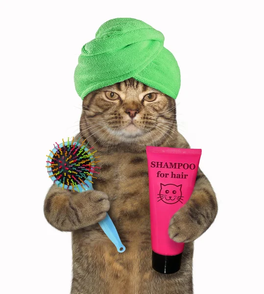 Katten Med Grön Handduk Runt Huvudet Håller Massage Kam Och — Stockfoto