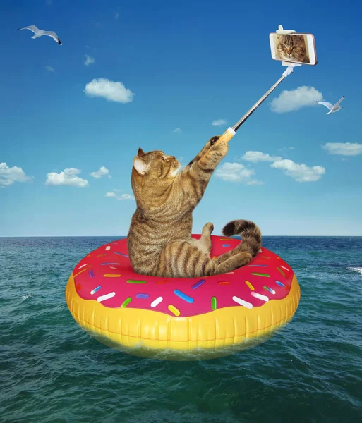 Кошка Делает Селфи Надувном Круге Море — стоковое фото