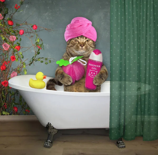 Gato Con Una Toalla Rosa Alrededor Sostiene Una Esponja Para — Foto de Stock