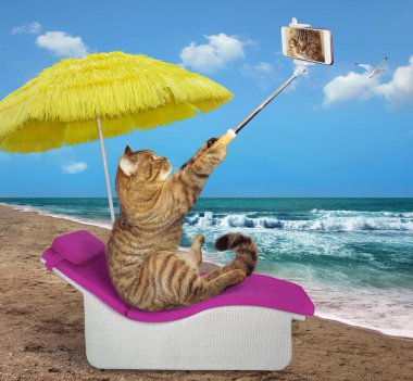 Kedi sarı bir şemsiye altında selfies sahilde alır..