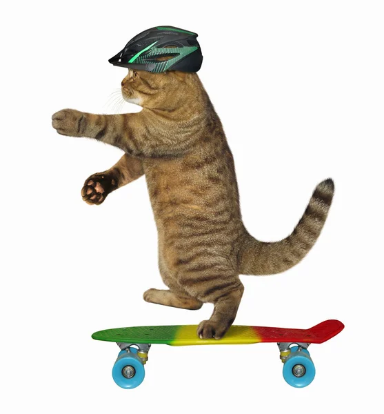 Die Katze Schutzhelm Fährt Skateboard Weißer Hintergrund — Stockfoto