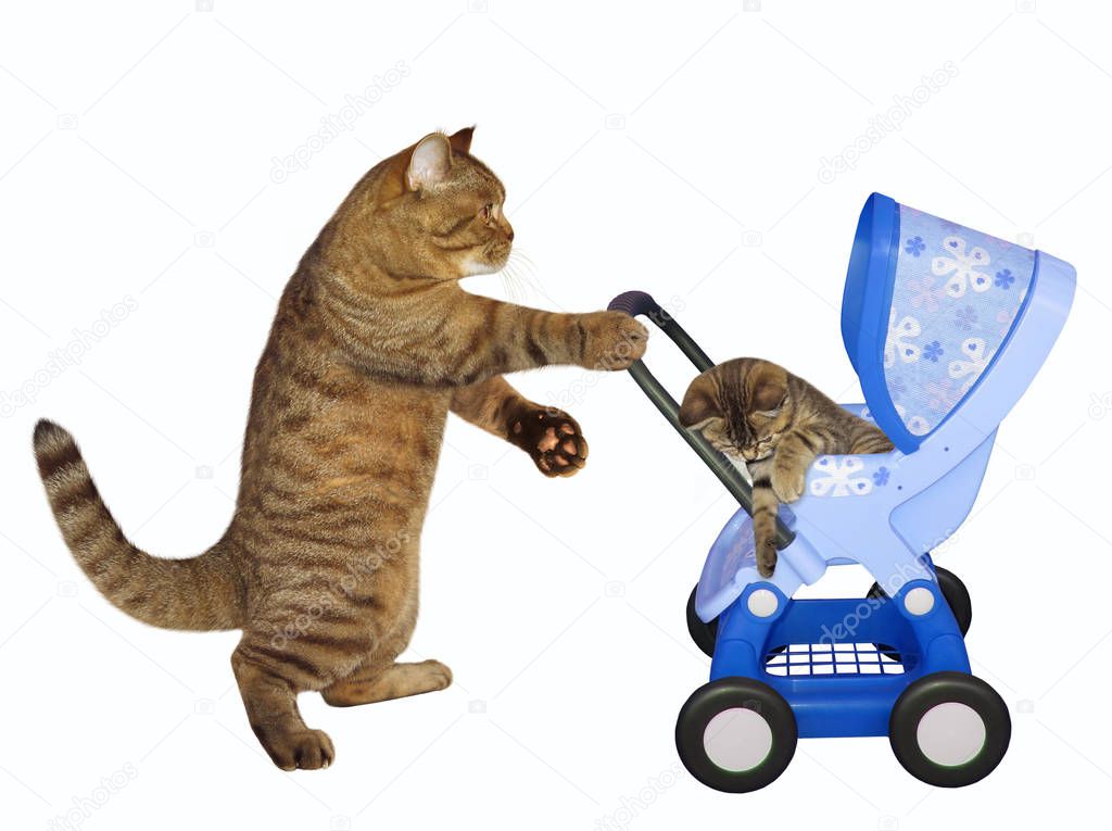The caring cat pushes a blue pram with his kitten. White background.