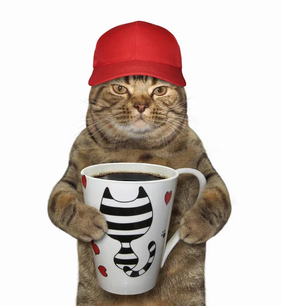 Gato Boné Beisebol Vermelho Segura Uma Xícara Com Café Preto — Fotografia de Stock