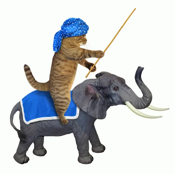 Gato Turbante Azul Monta Elefante Fundo Branco — Fotografia de Stock