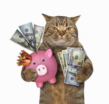 Kedi Amerikan doları ile dolu bir pembe kumbara tutar. Beyaz arka plan.