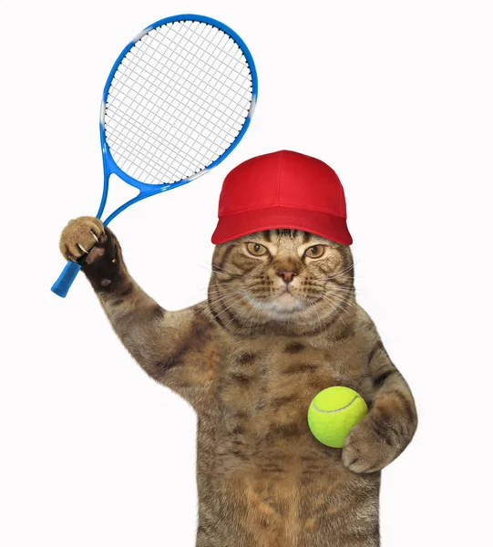 Kat Een Rode Pet Houdt Een Tennisracket Een Bal Witte — Stockfoto