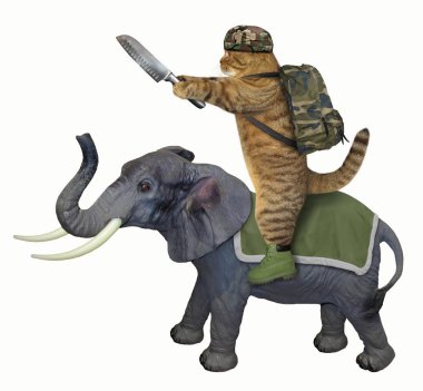 Kedi bir bıçakla bir fil sürmek. Beyaz arka plan.