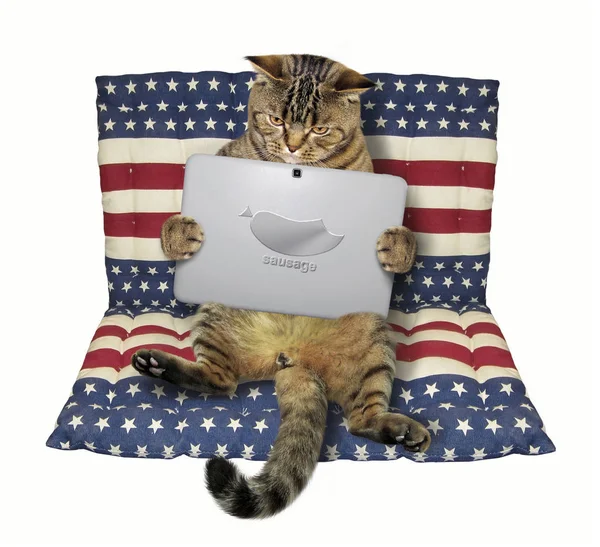 Kedi bir dizüstü bilgisayar ile bir şişme yatağı üzerinde oturur. Beyaz arka plan.