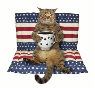 Kedi siyah kahve ile bir hava yatakta oturur. Beyaz arka plan.