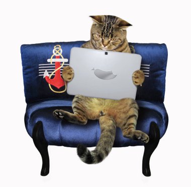 Bir dizüstü bilgisayar ile kedi mavi kanepede oturuyor. Beyaz arka plan.