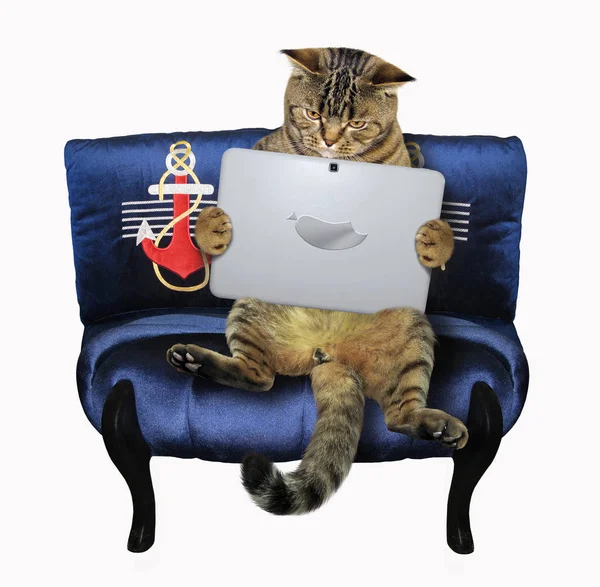 Bir dizüstü bilgisayar ile kedi mavi kanepede oturuyor. Beyaz arka plan.