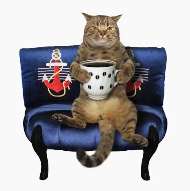 Siyah kahve ile kedi mavi kanepede oturuyor. Beyaz arka plan.