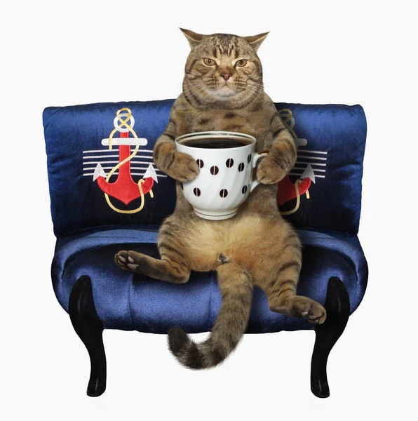 Siyah kahve ile kedi mavi kanepede oturuyor. Beyaz arka plan.