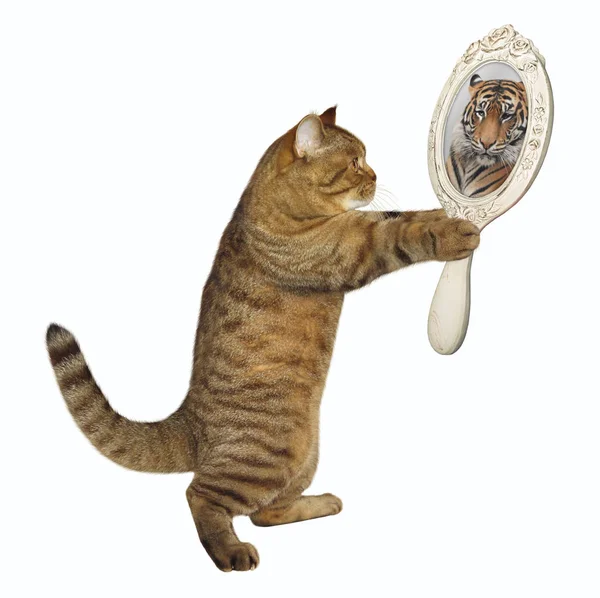 Hält Die Katze Einen Spiegel Und Betrachtet Sein Ungewöhnliches Spiegelbild — Stockfoto