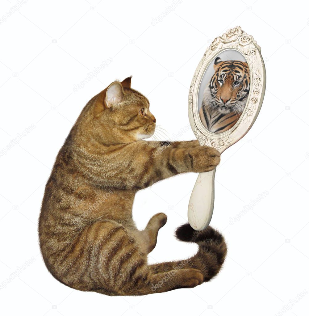 The cat holds a mirror and looks at his unusual reflection. White background.