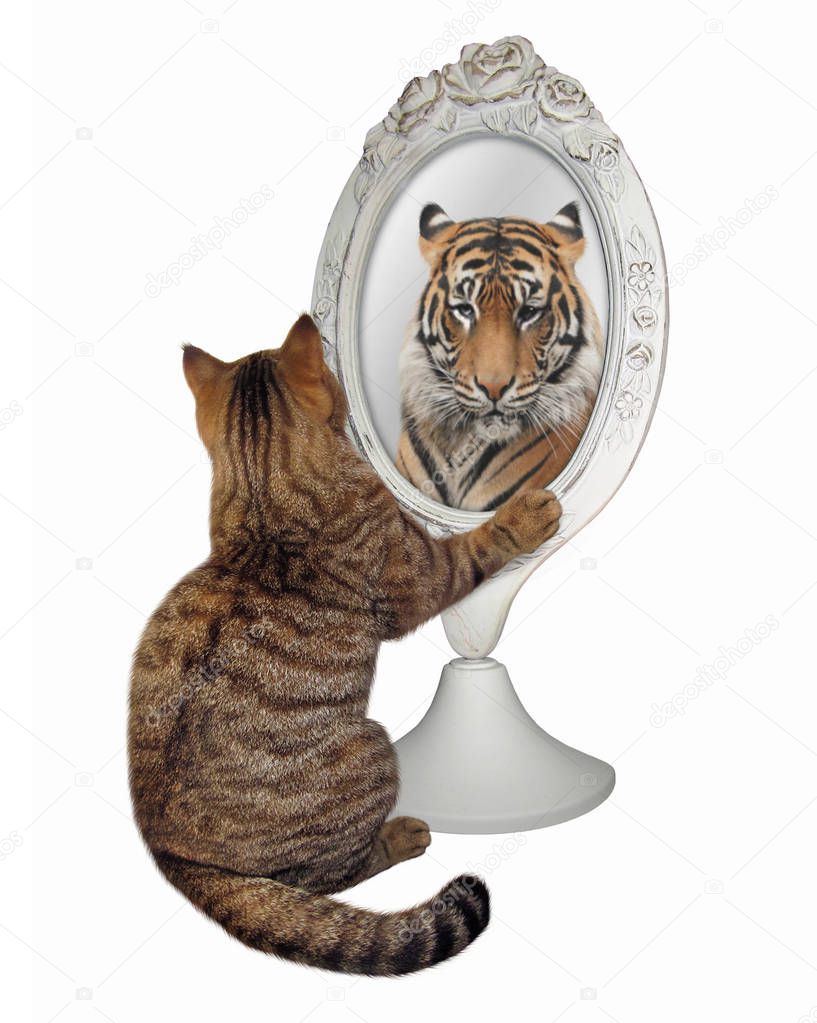 The cat sits near the mirror and looks at his unusual reflection. White background.