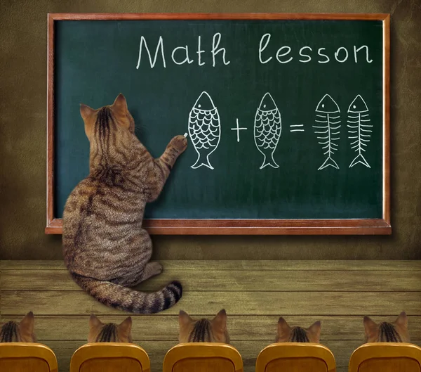 Cat Läraren Skriver Matematisk Ekvation Tavlan Klassrummet — Stockfoto