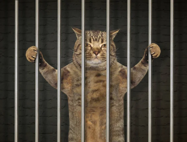 Gato Malo Está Tras Las Rejas Prisión — Foto de Stock