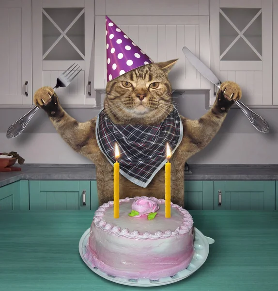 Gato Sombrero Cono Con Cuchillo Tenedor Come Pastel Cumpleaños Con —  Fotos de Stock