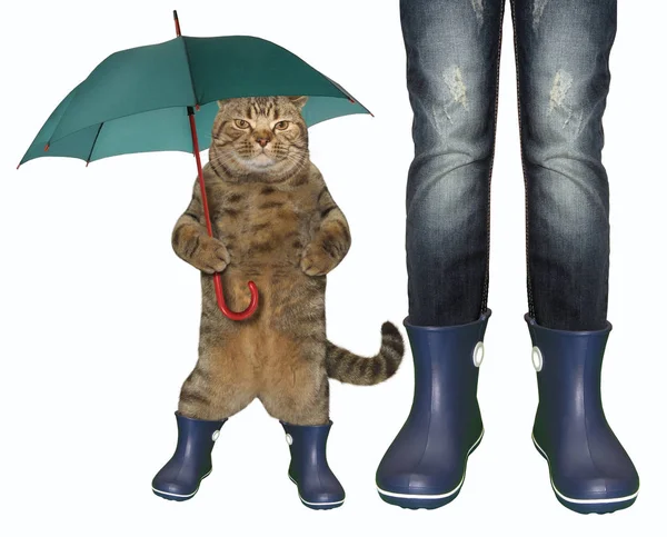 傘杖と少女と猫両方身に着けている青いゴムのブーツで 白背景 — ストック写真