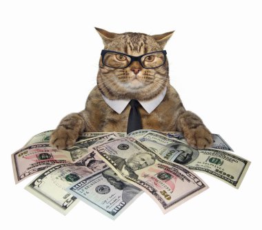 Bir kravat ve gözlük akıllı kedi Amerikan Doları tutar. Beyaz arka plan.