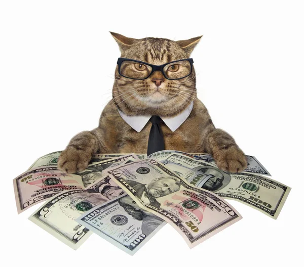 Bir kravat ve gözlük akıllı kedi Amerikan Doları tutar. Beyaz arka plan.