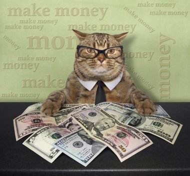 Bir kravat ve gözlük akıllı kedi masada oturur. Orada bir sürü üzerine Amerikan Doları.