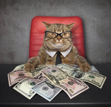 Akıllı kedi üzerinde orada bir sürü Amerikan doları masada oturur.