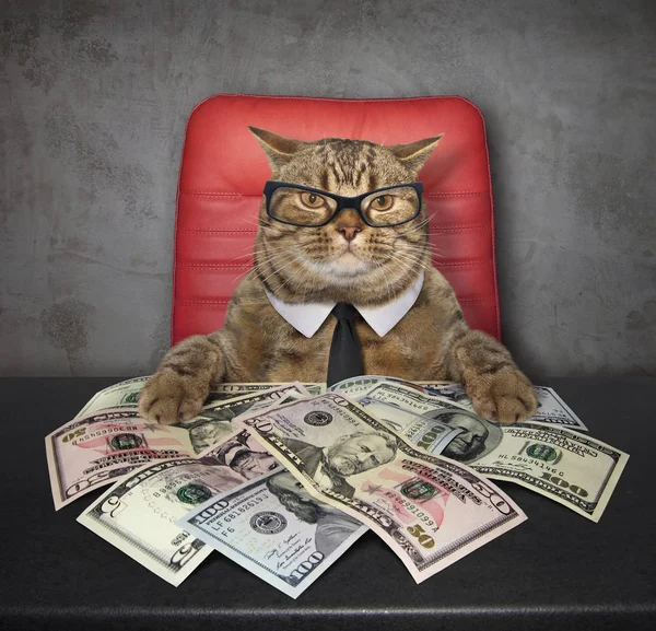 Gato Inteligente Sienta Mesa Que Hay Montón Dólares Americanos —  Fotos de Stock